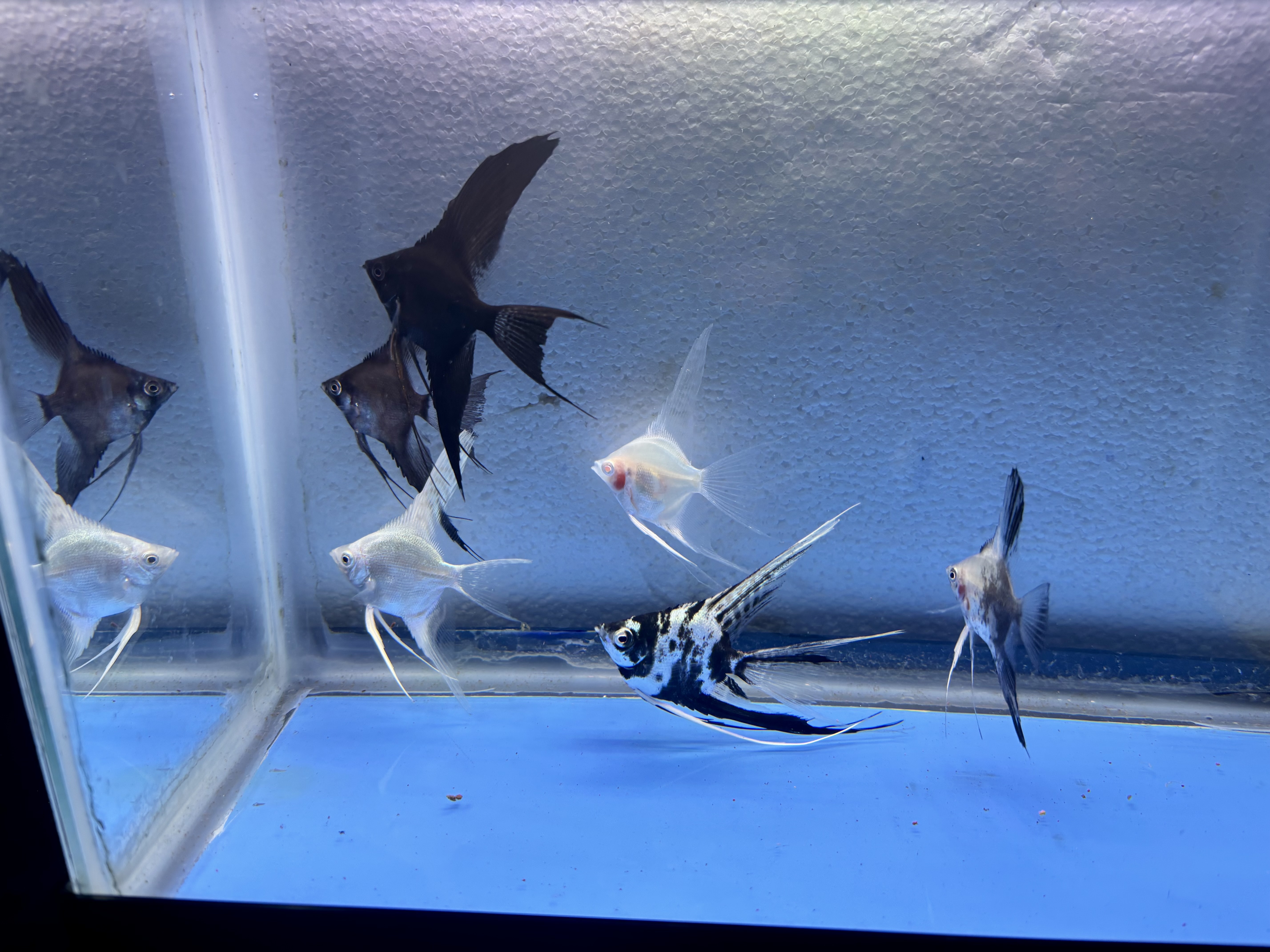 6 - ASSORTED ANGELFISH