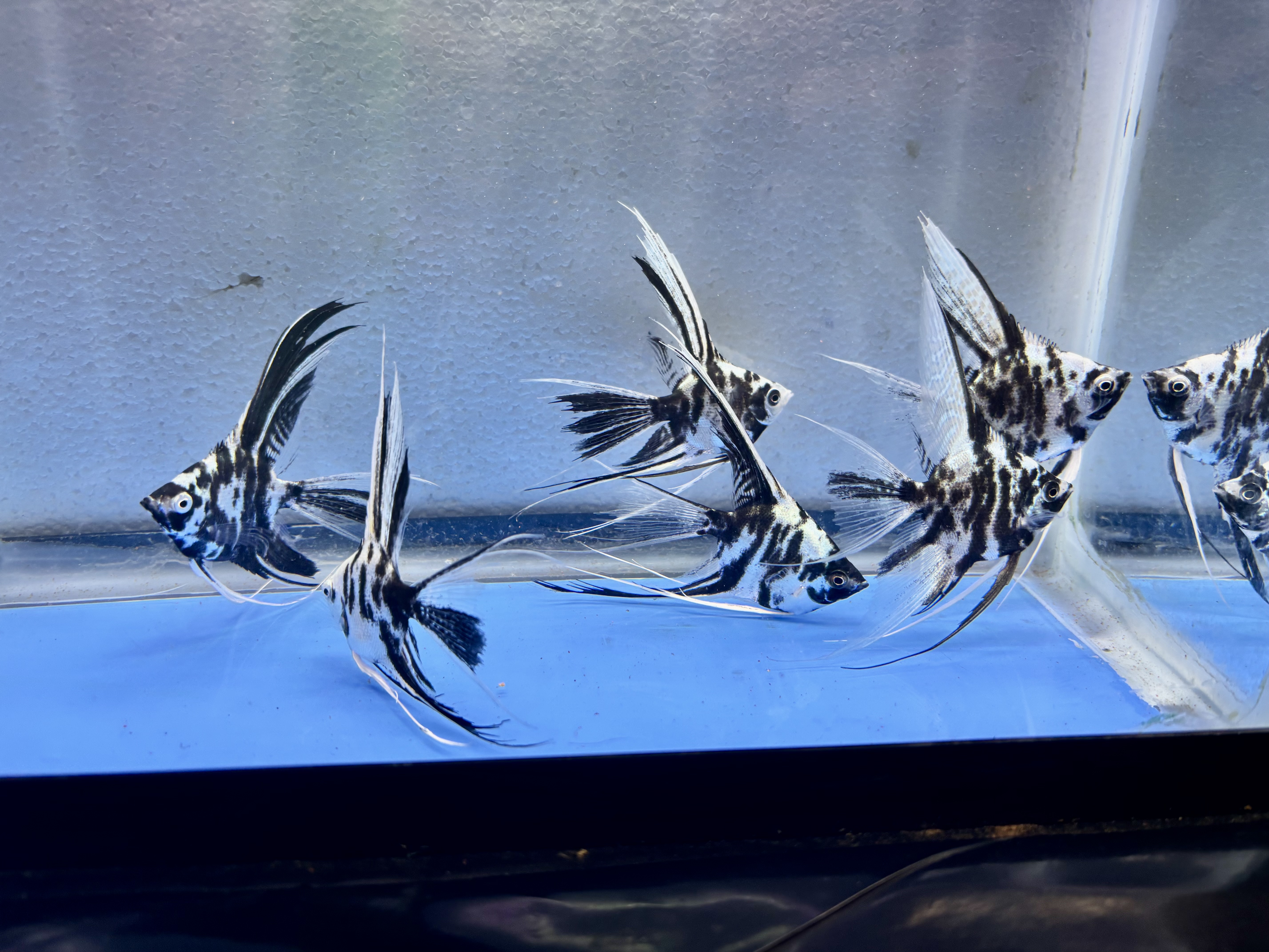 6 - BLUE PLATINUM MARBLE VEIL ANGELFISH