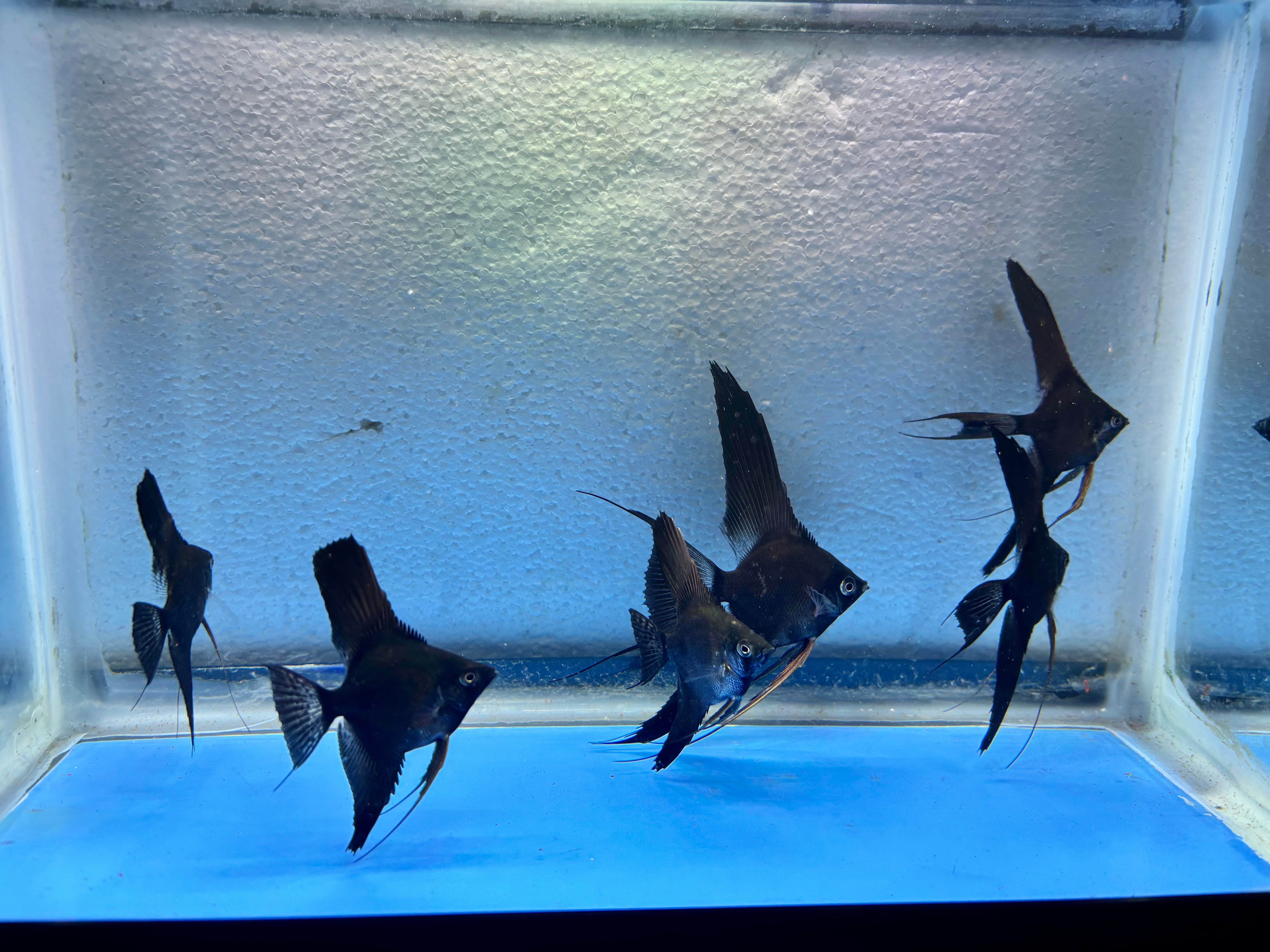 6 - BLACK ANGELFISH