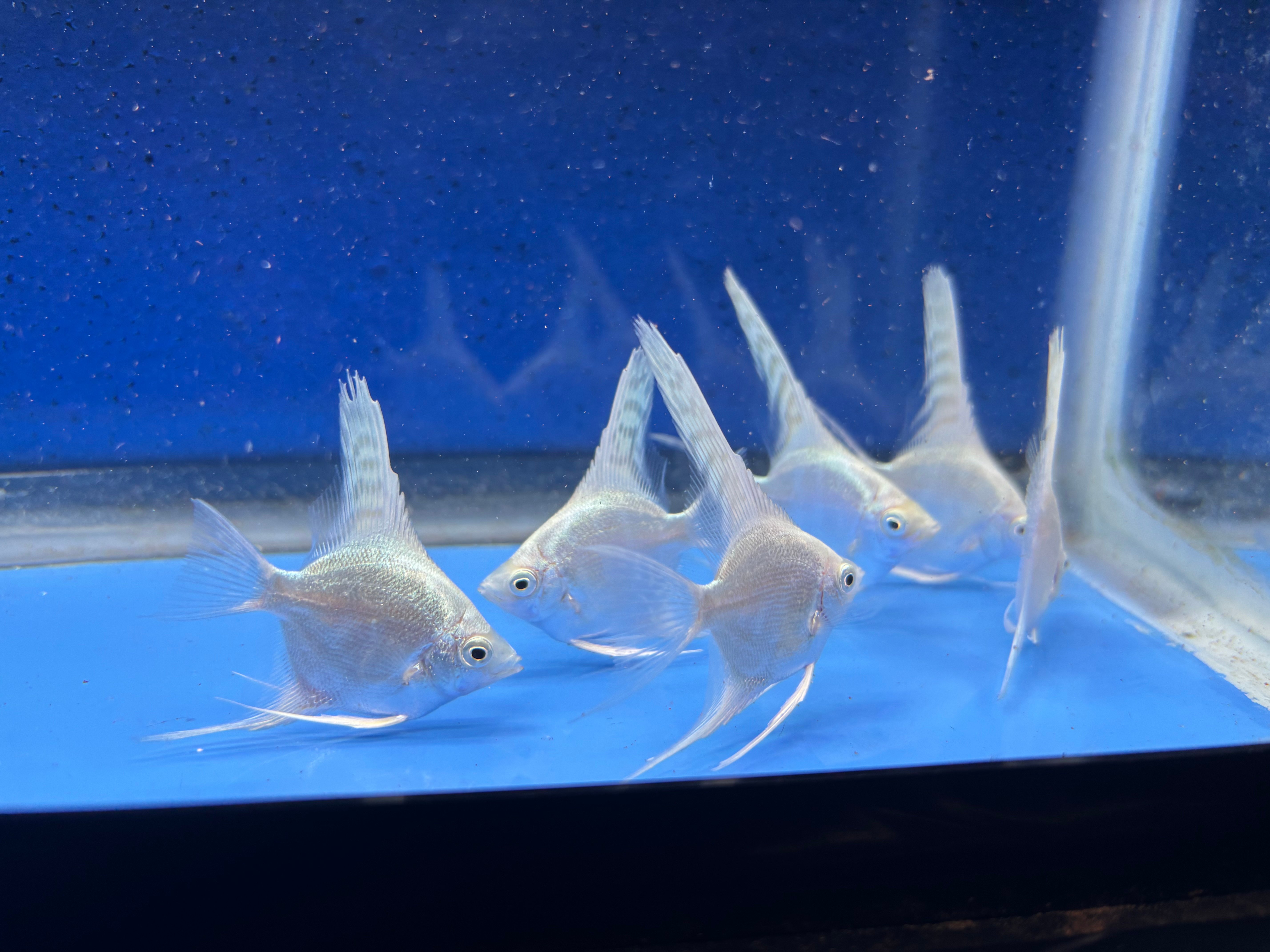 6 - PLATINUM ANGELFISH