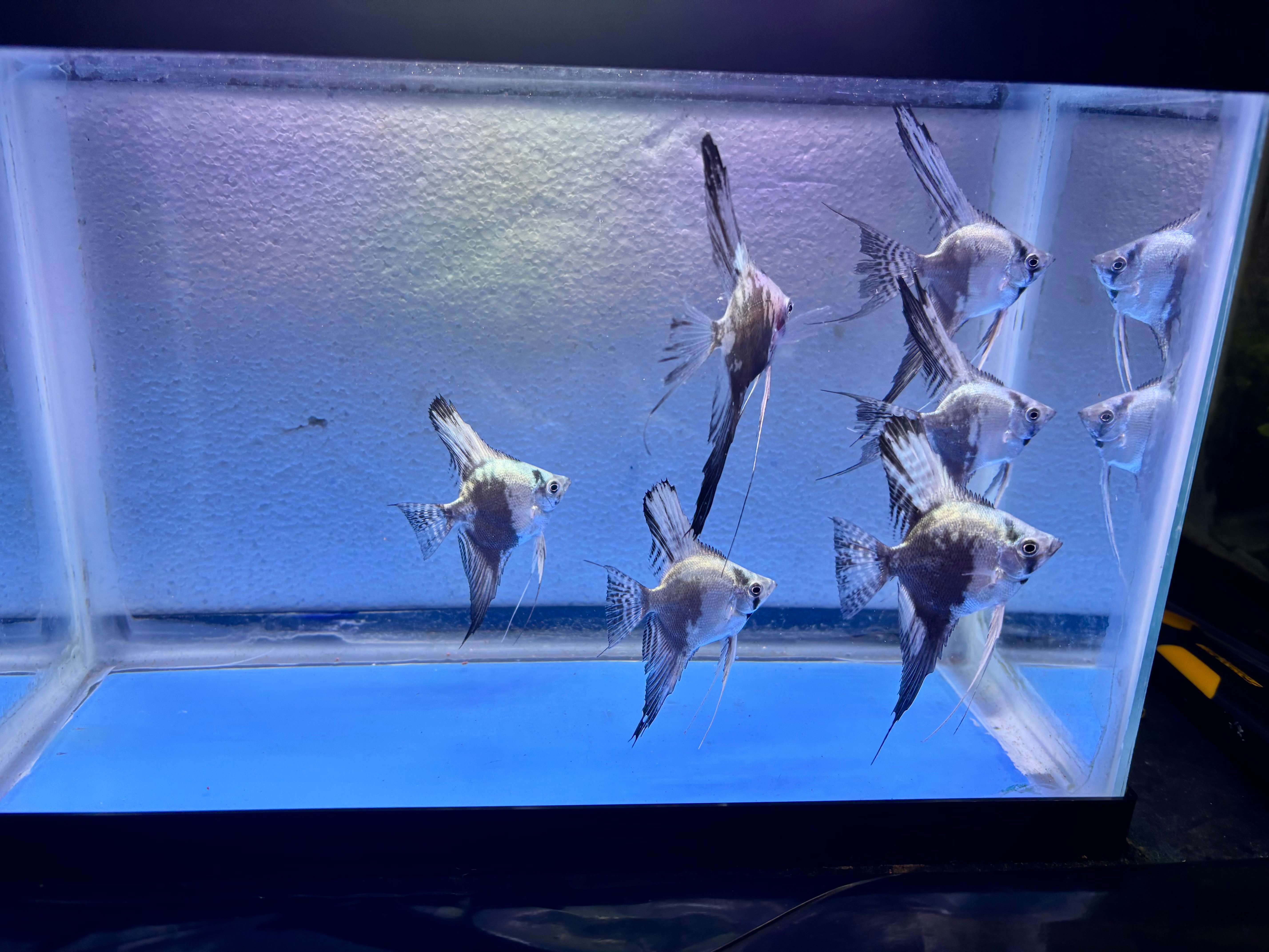 6 - BLUE SMOKEY/CHOCOLATE LEOPARD ANGELFISH