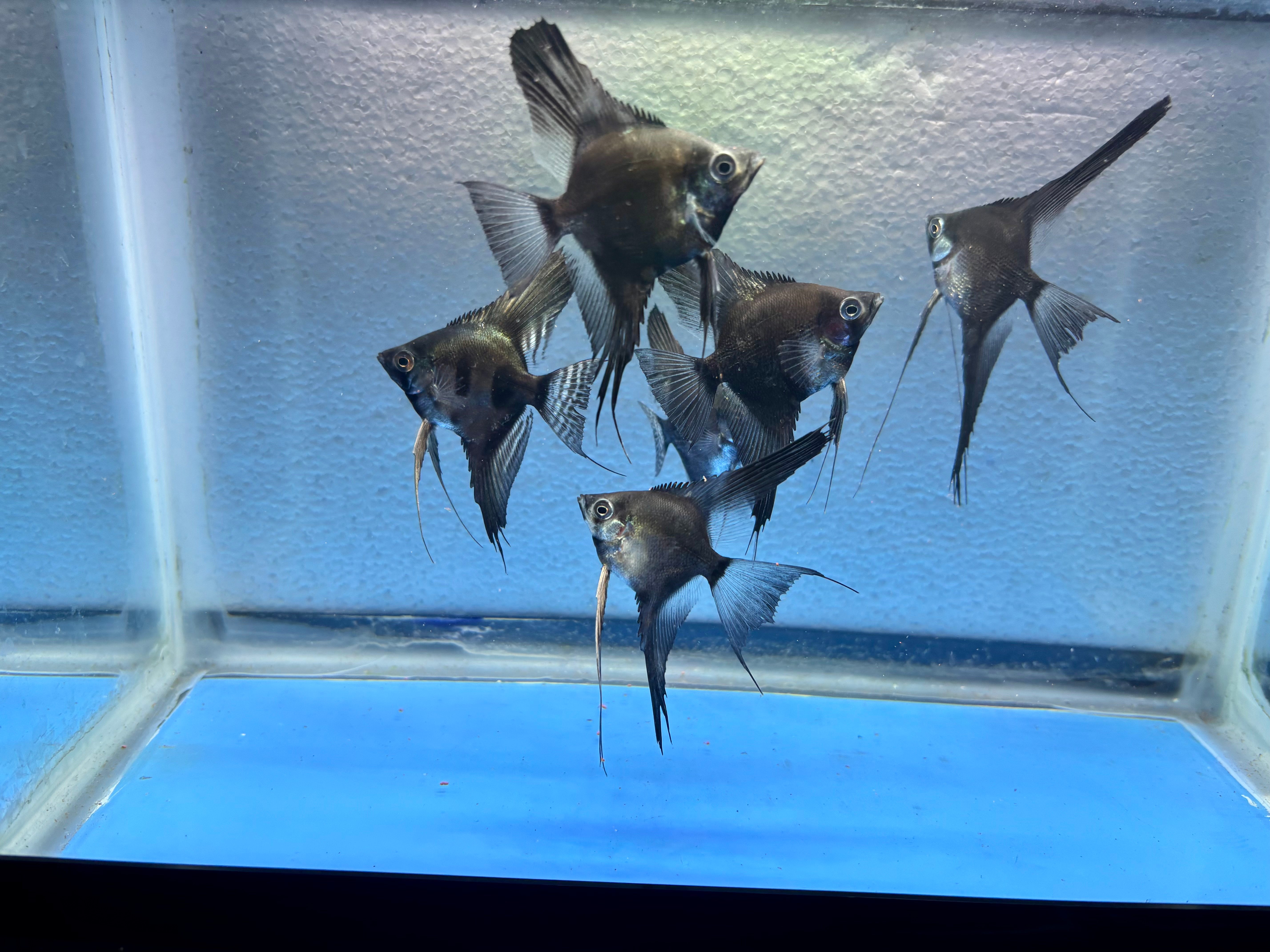 6 - PINOY ANGELFISH
