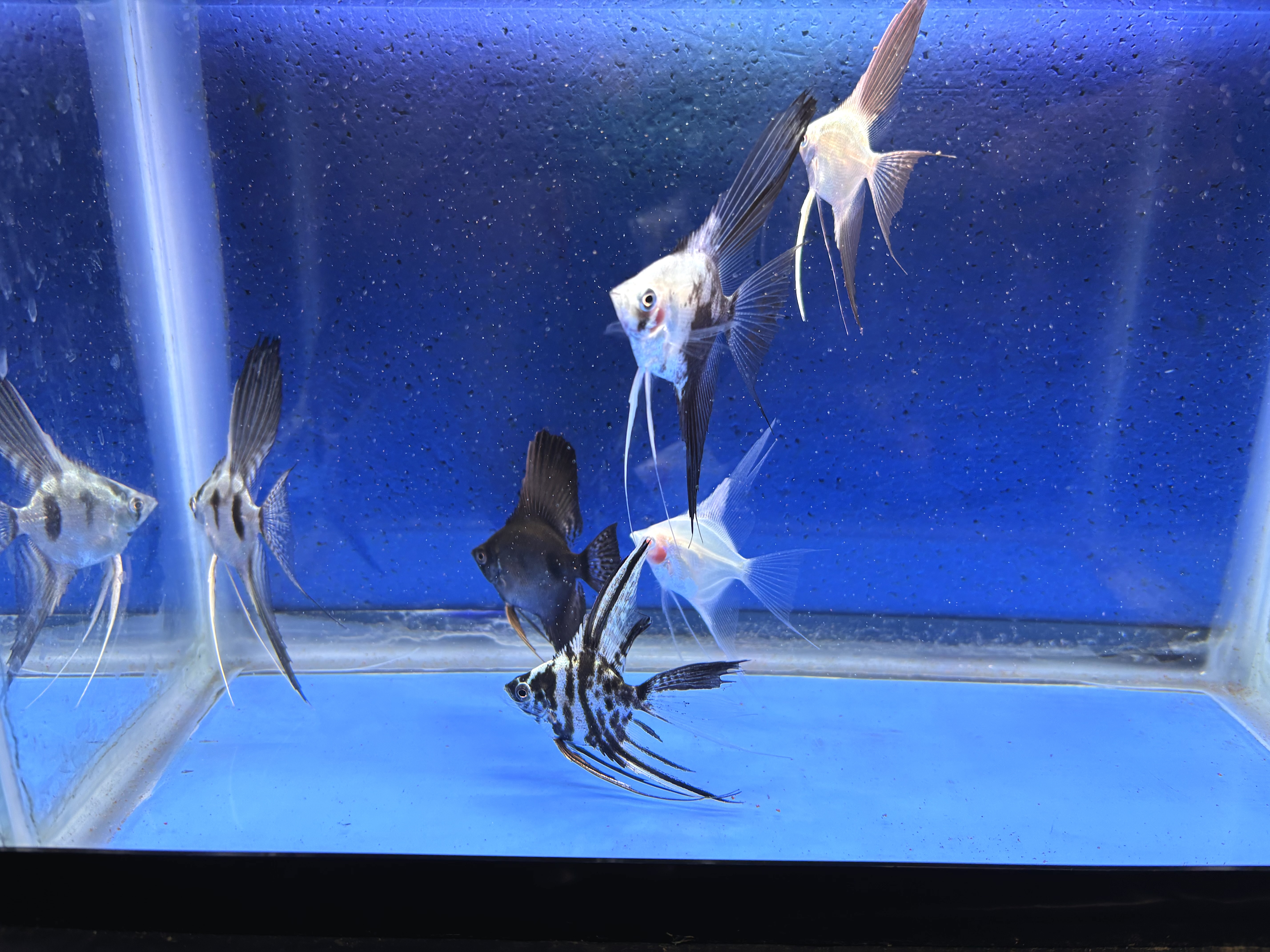 6 - ASSORTED ANGELFISH