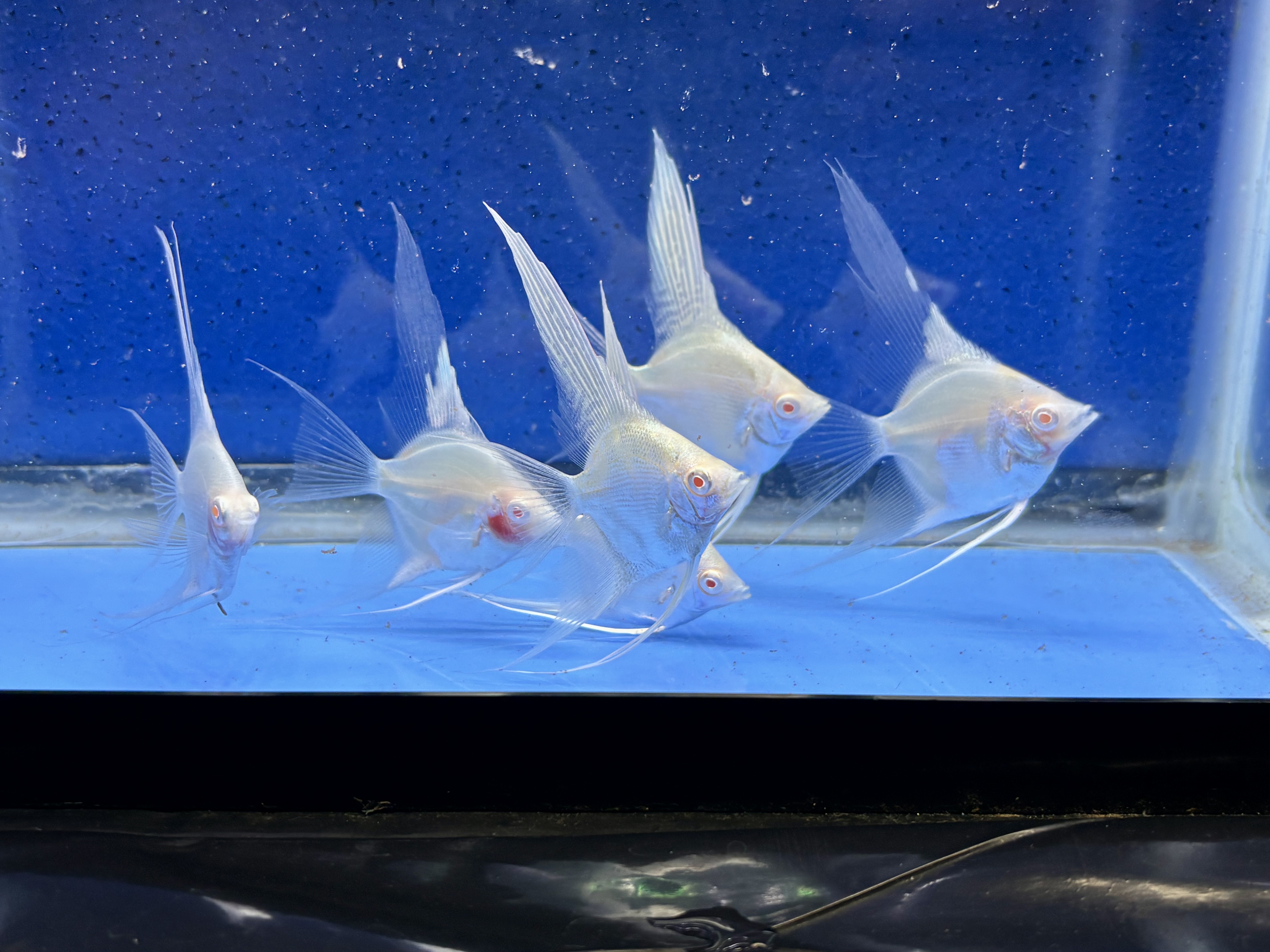 6 - BLUE ALBINO ANGELFISH