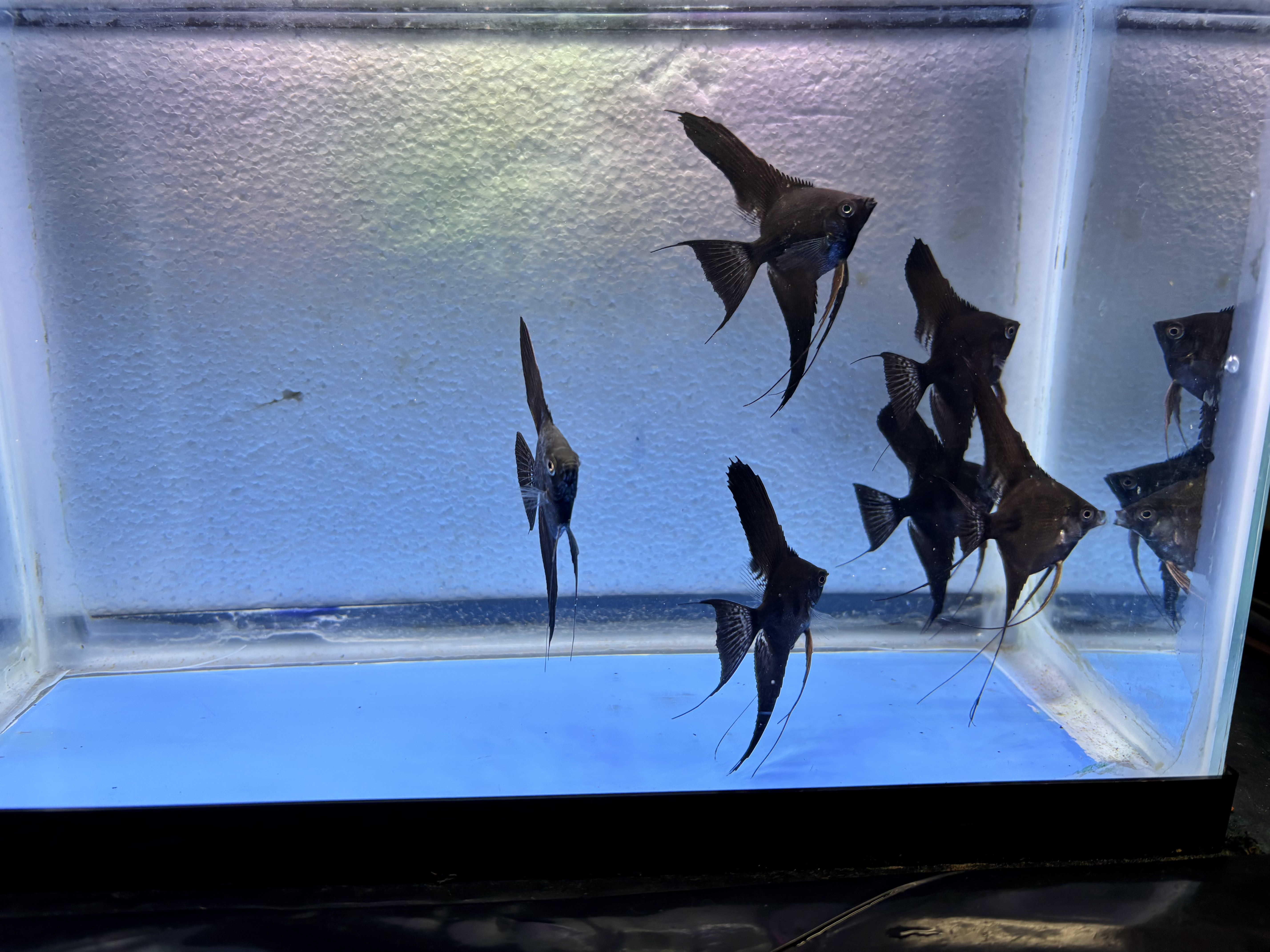6 - BLACK GHOST ANGELFISH
