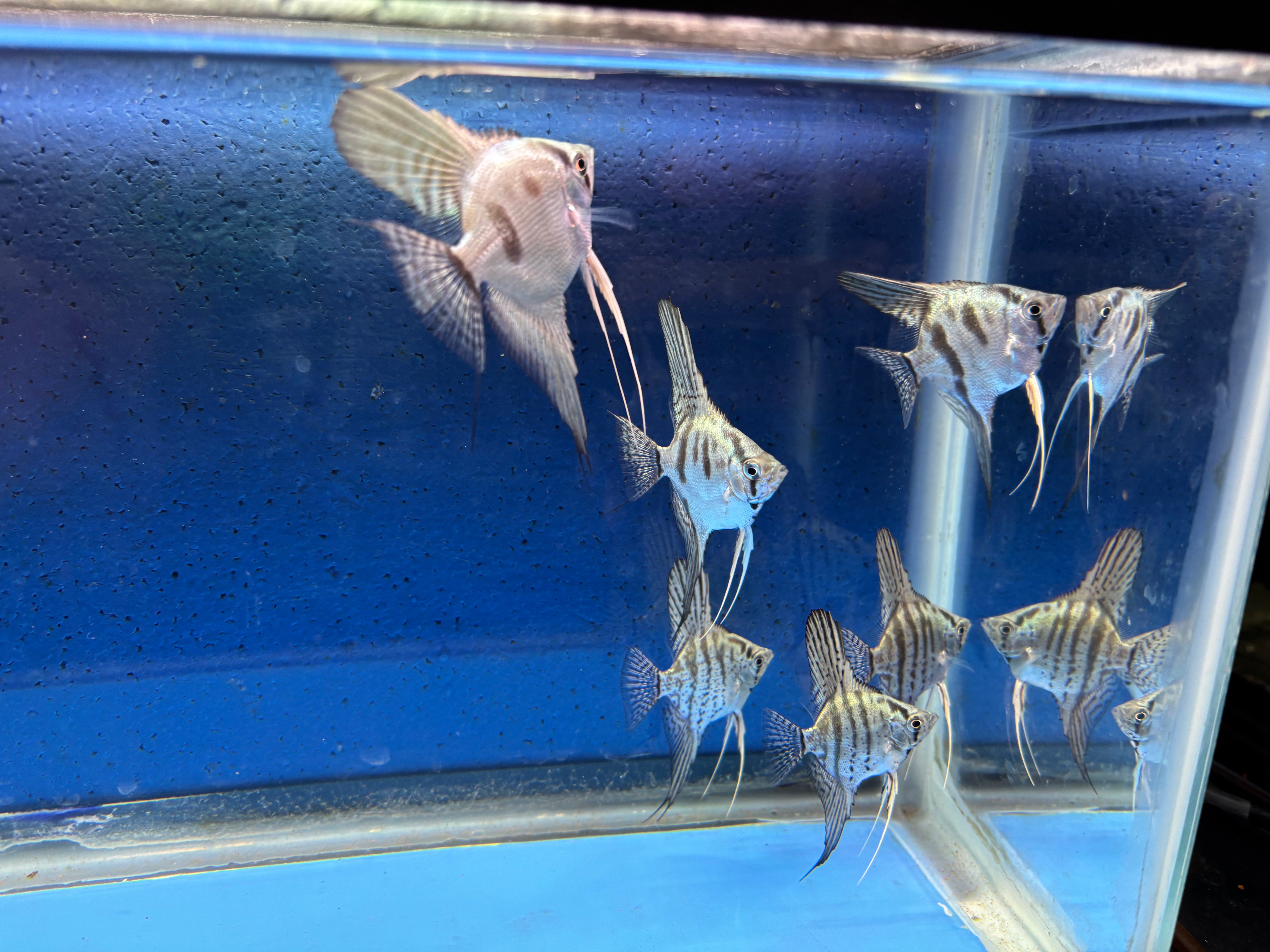 6 - BLUE ZEBRA & CLOWN ANGELFISH