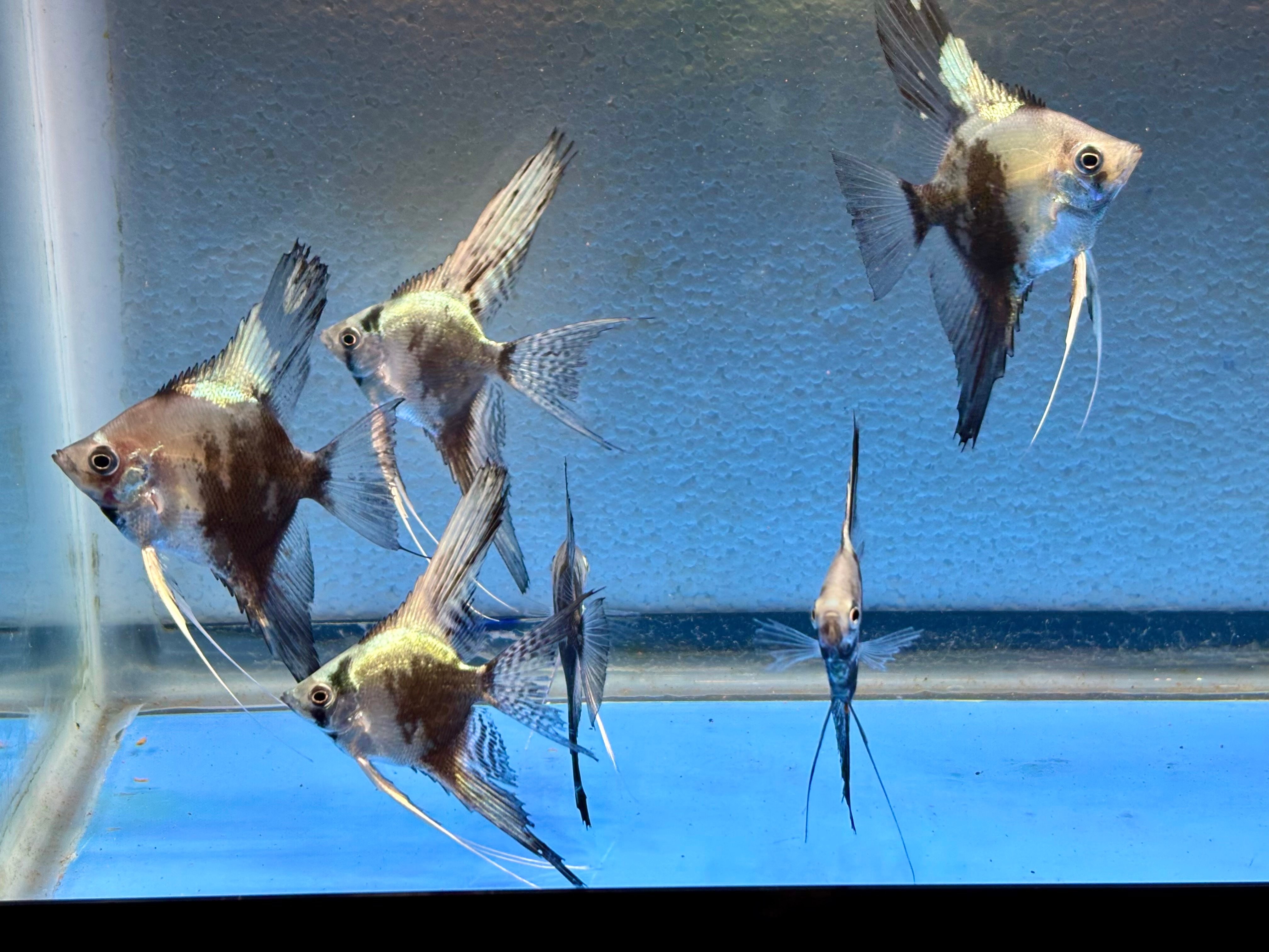 6 - BLUE CHOCOLATE ANGELFISH