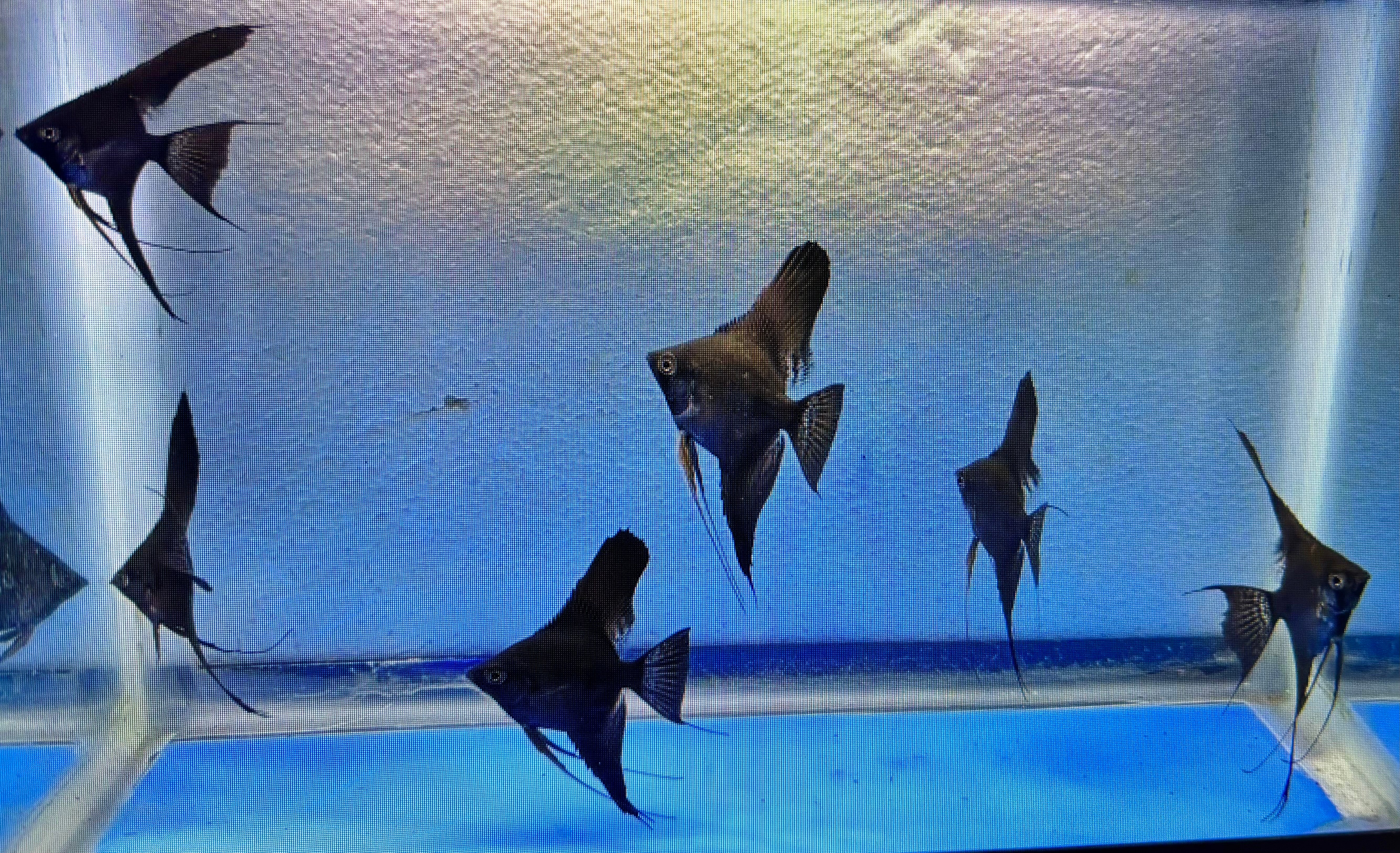 6 - BLACK ANGELFISH