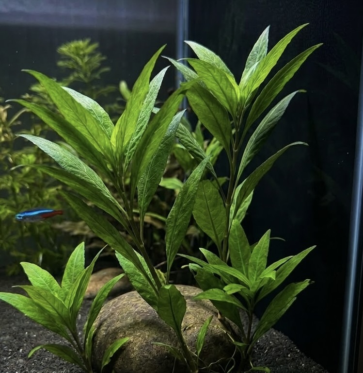 Hygro Blue (Hygrophila salcifolia) 4-5 stems