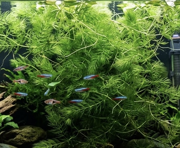 Hornwort (Ceratophyllum demersum) 10+ Stems