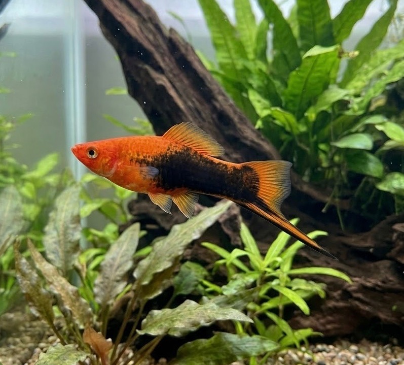 Red Tuxedo Swordtail (6 PACK)