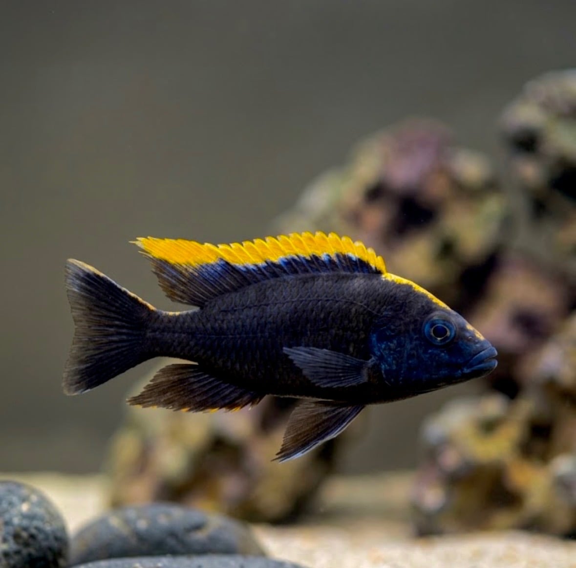 4"+ B.O.D (BLACK ORANGE DORSAL) MALE
