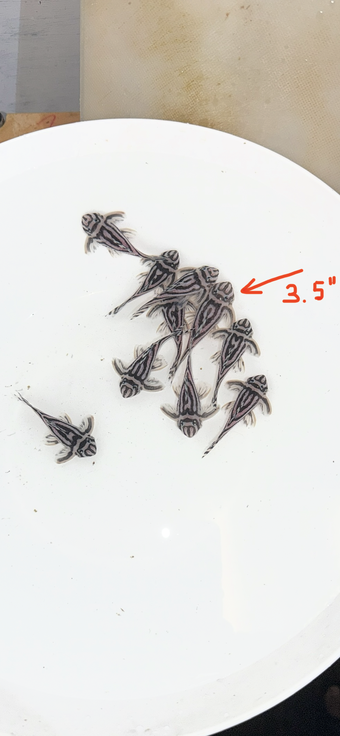 3” Pleco Zebra L-046 proven male