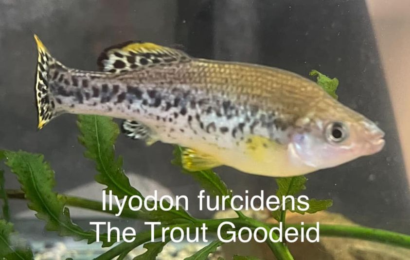 Ilyodon furcidens, Trout Goodeid  (6) UNSEXED Juveniles