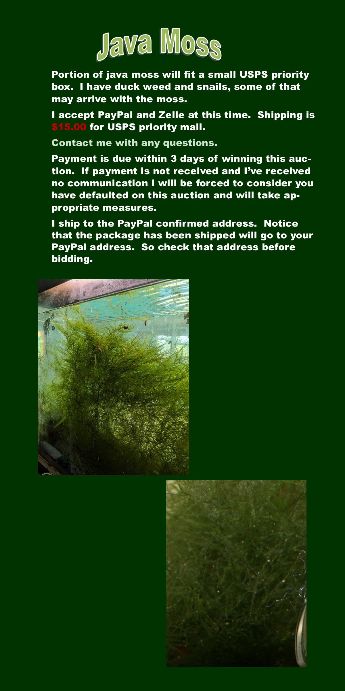 Portion of Java moss