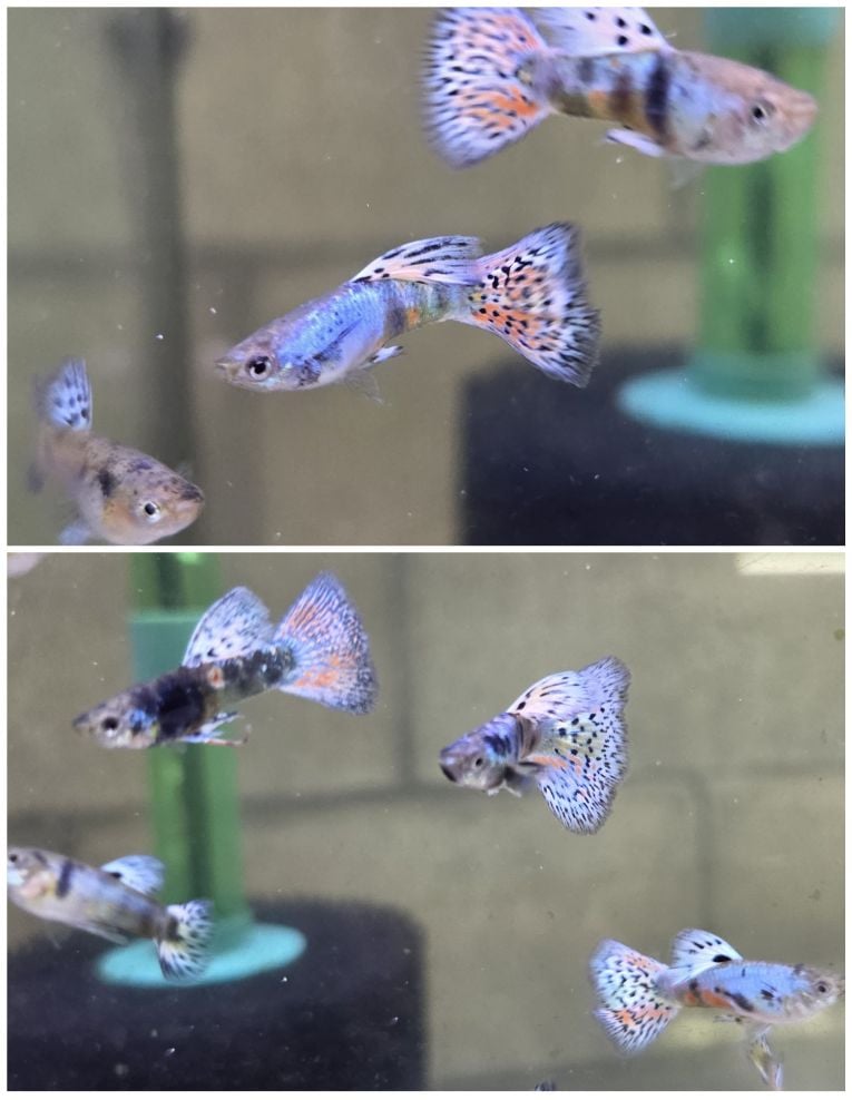 Tiger King Cobra Guppies-Trio