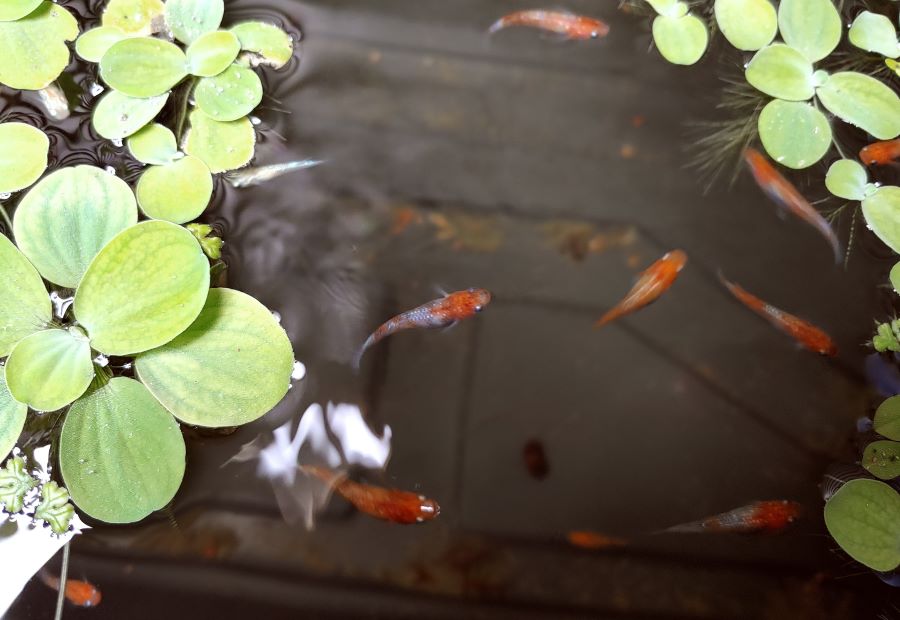 Koi Medaka, 8 young ricefish