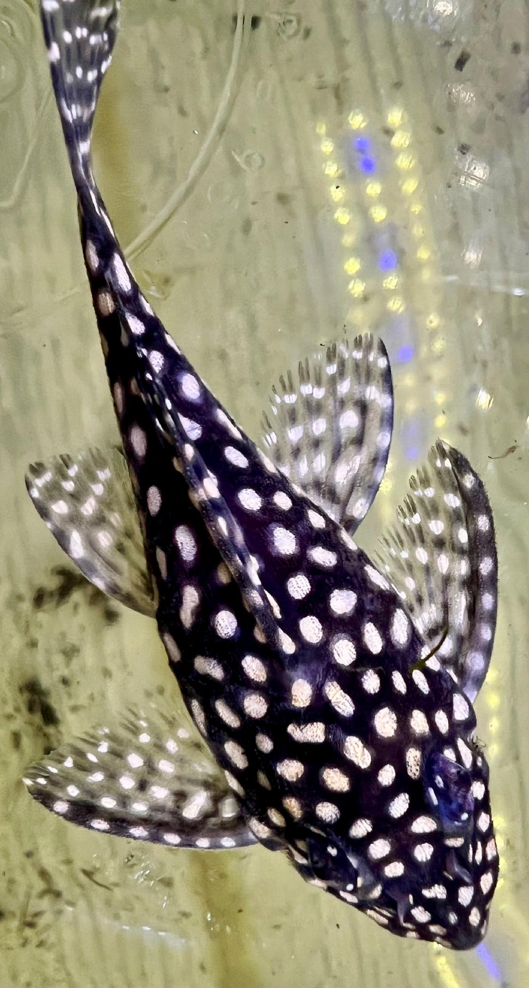 Store: Sean T's Plecos