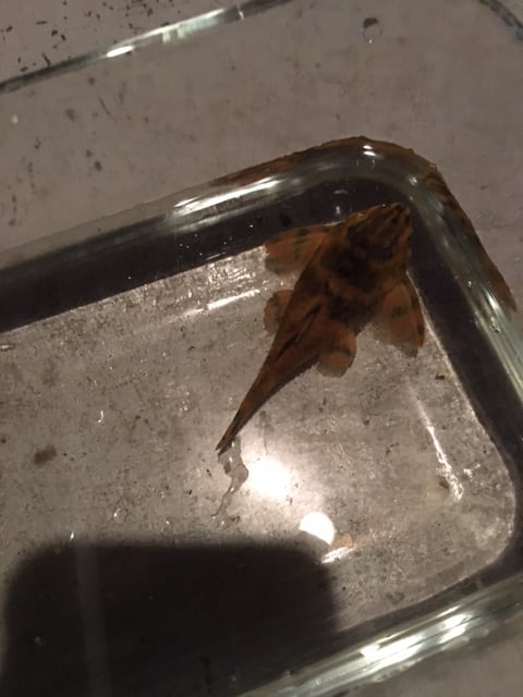 L-306 Pleco - 4 fish Panaqolus claustellifer