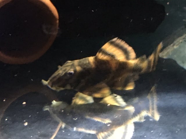 L-306 Panaqolus claustellifer pleco
