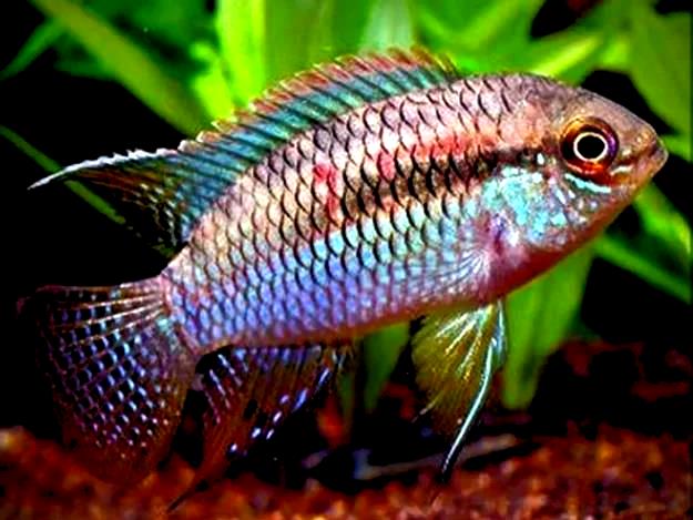 Laetacara Curviceps Lof of 4 Fish