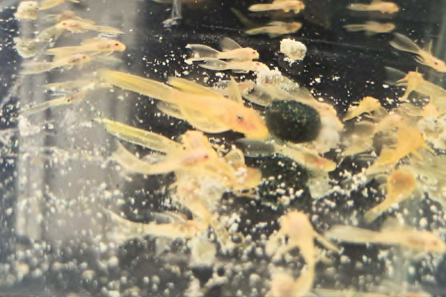 PLECOS, PLECOS, PLECOS--Custom Orders-3 DAY SALE!