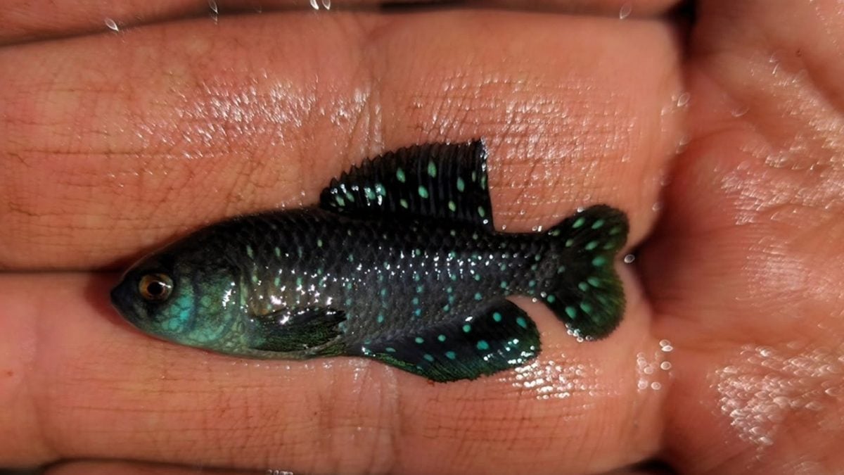 Tacuarembó Pearlfish - Matilebias affinis (Annual Killifish)
