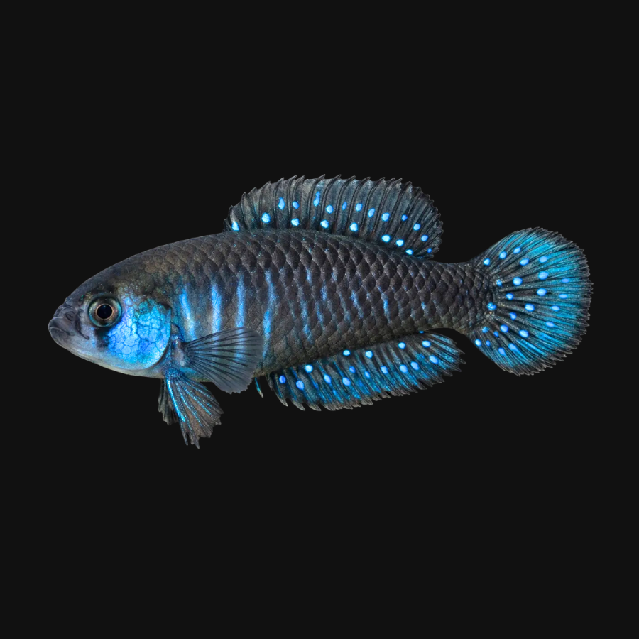 Matilebias juanlangi «Arroyo Cinco Cebos, Ruta 26, Km 331» 30+ Eggs