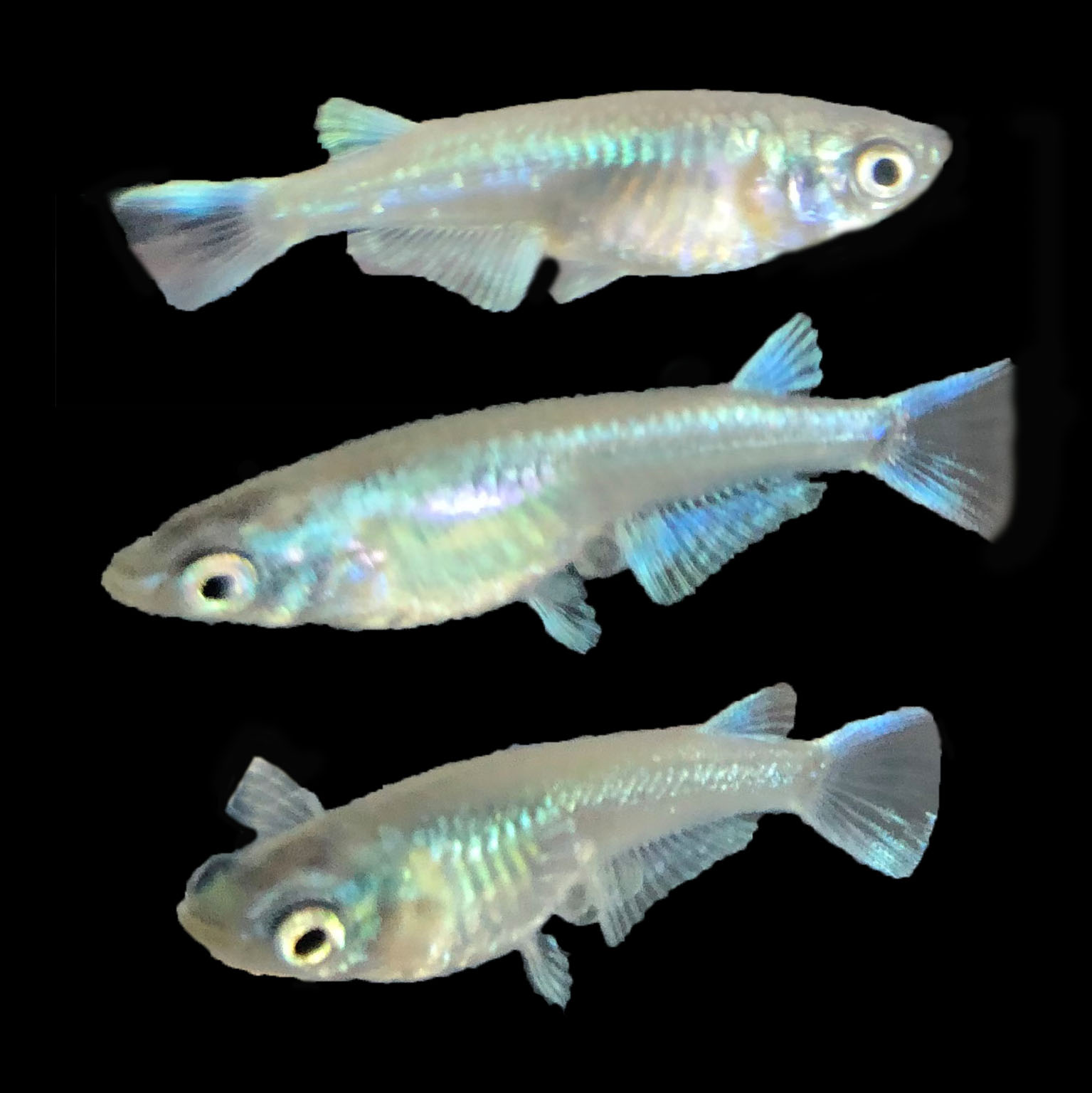 Store: Gorgeousfishes