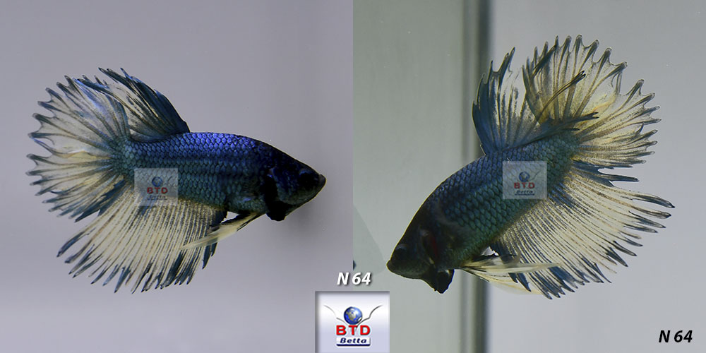 N64 Fancy Male dark Blue Mustard Crown tails Premium Grade