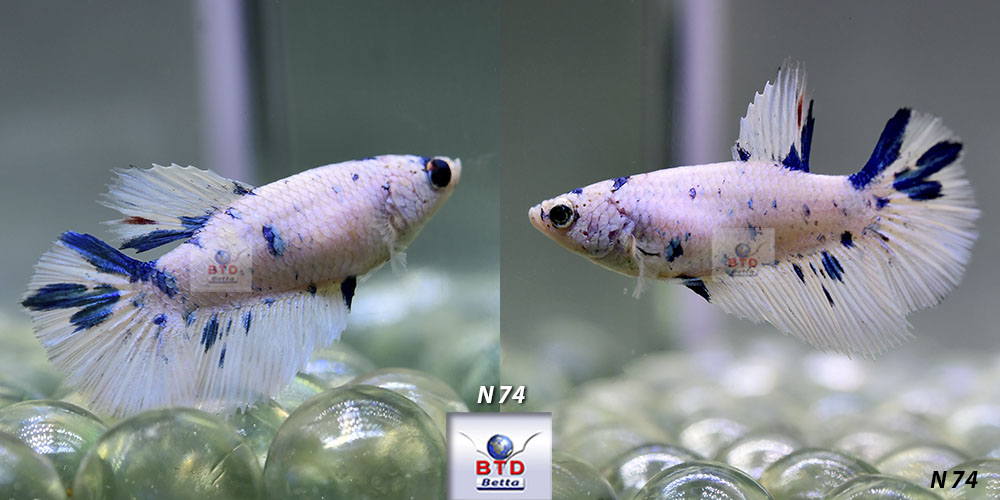 N74-N75 Fancy Female Blue Marble HM Premium Grade