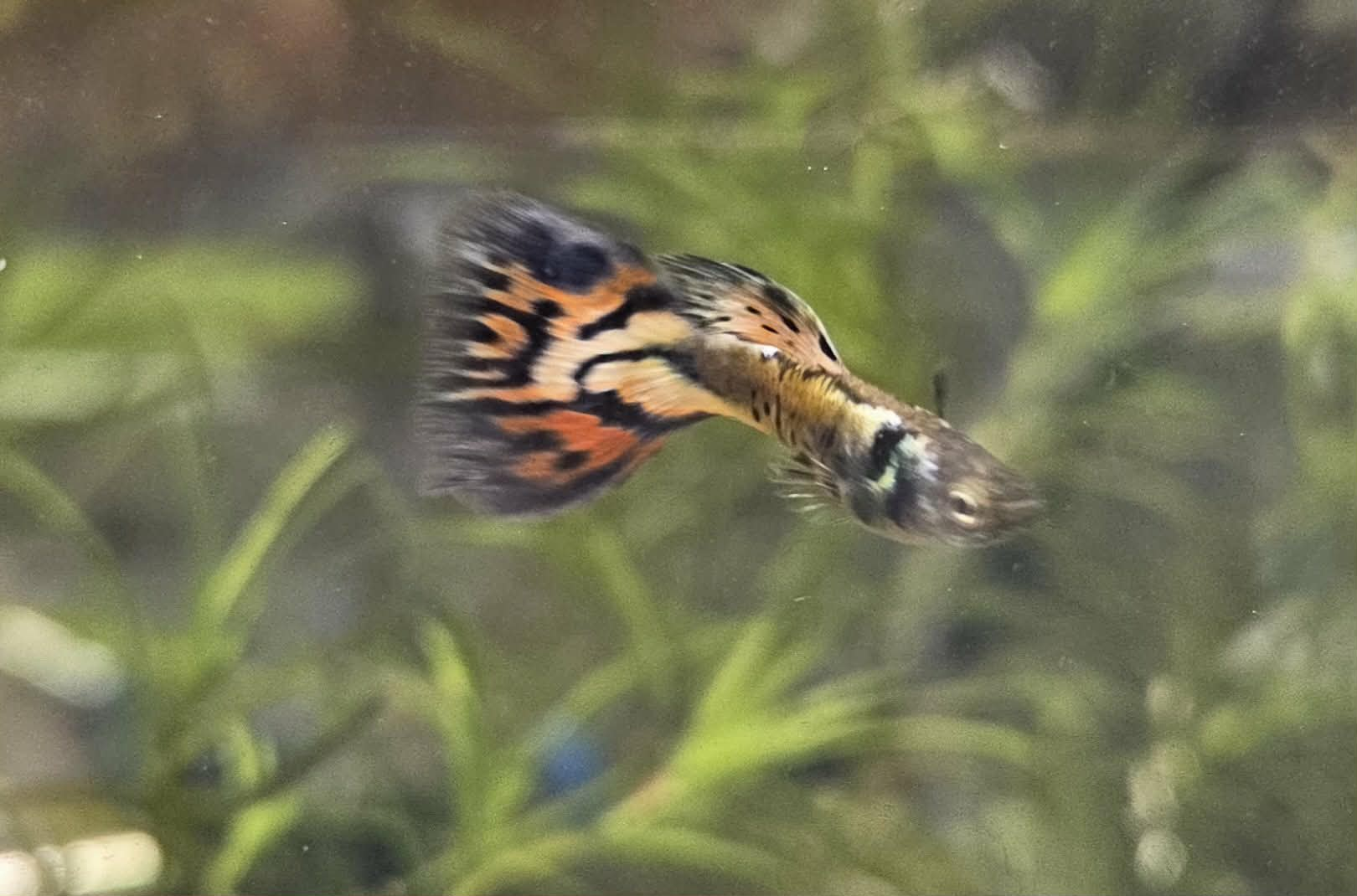 Nebula Steel Guppies 2 Pair