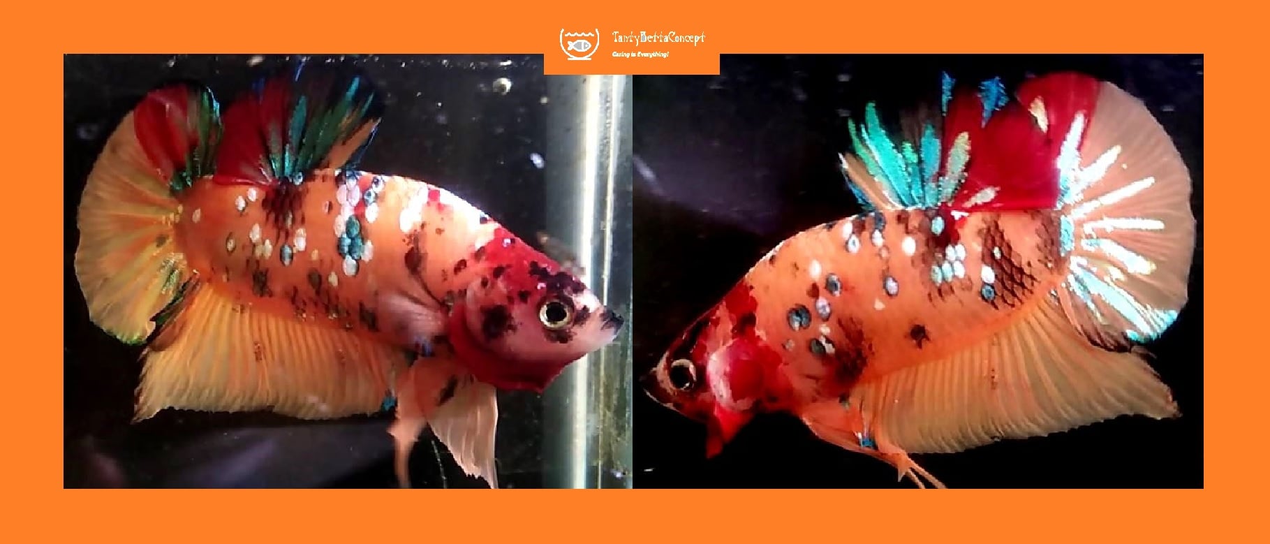 NEMO FANCY GALAXY!! #1 (Shipping Cost Included in Price)