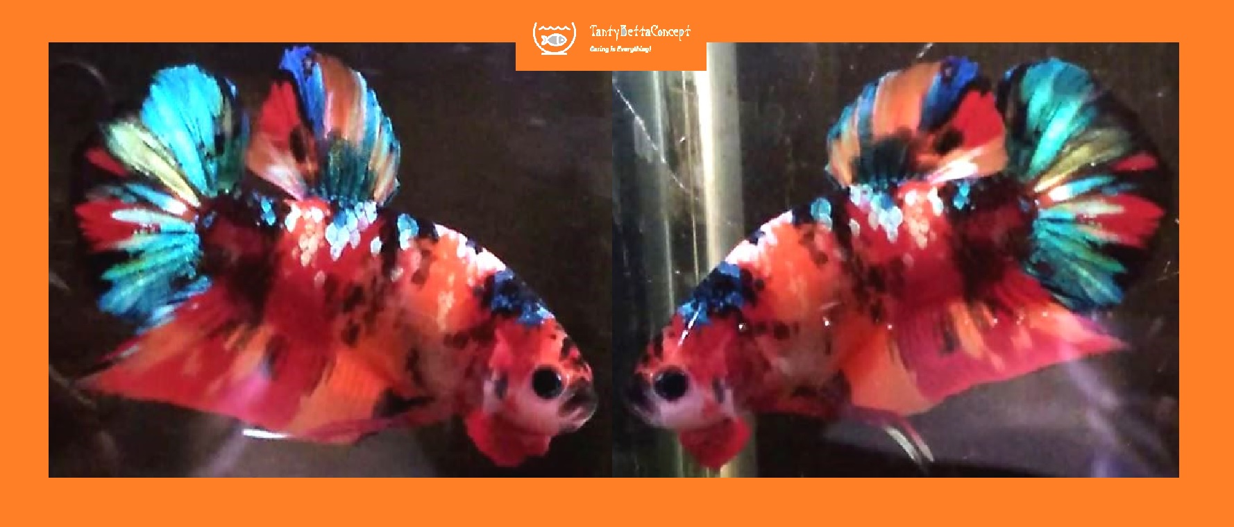 NEMO GALAXY KOI!! #1 (Shipping Cost Included in Price)