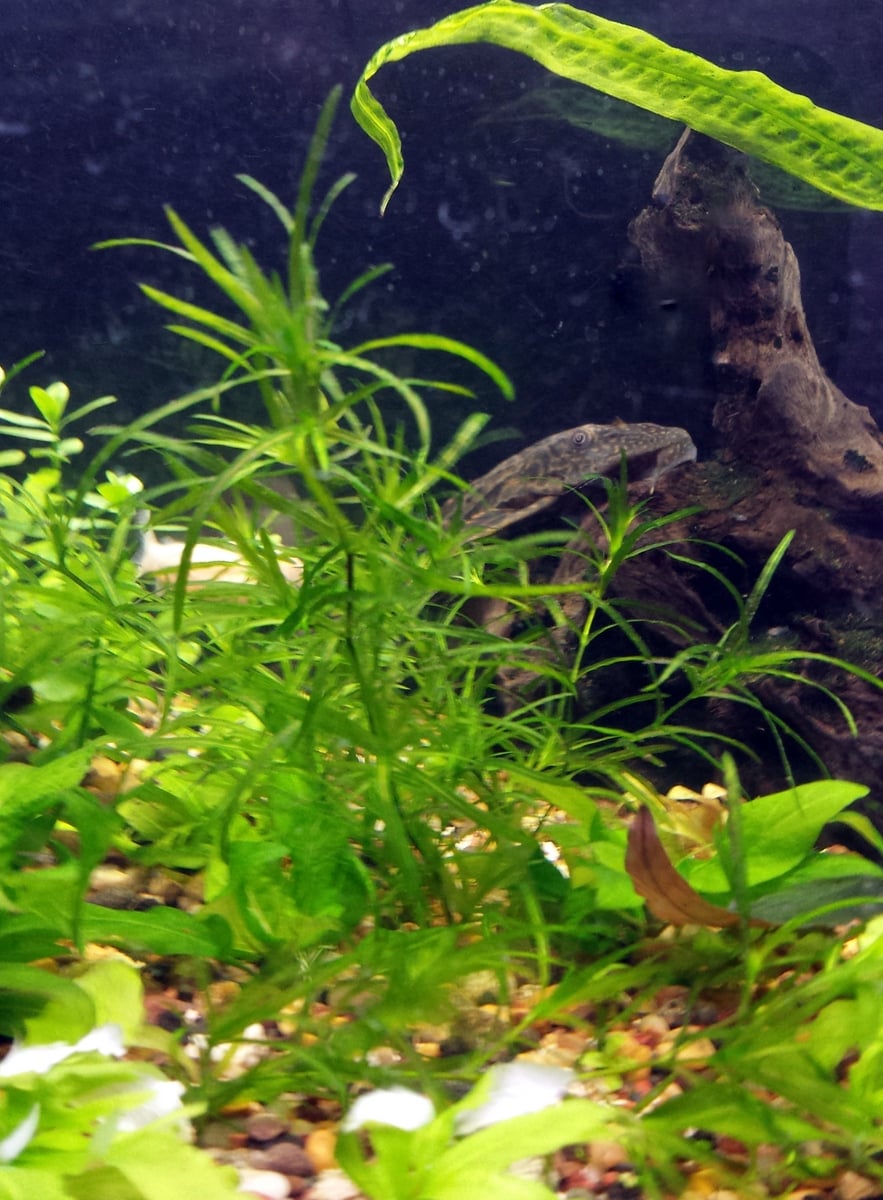 2 cups Najas guadalupensis (Guppy grass) - $10 flat ship for all plants wanted