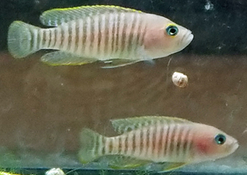 Neolamprologus multifasciatus, 8 Small Shell Dwellers