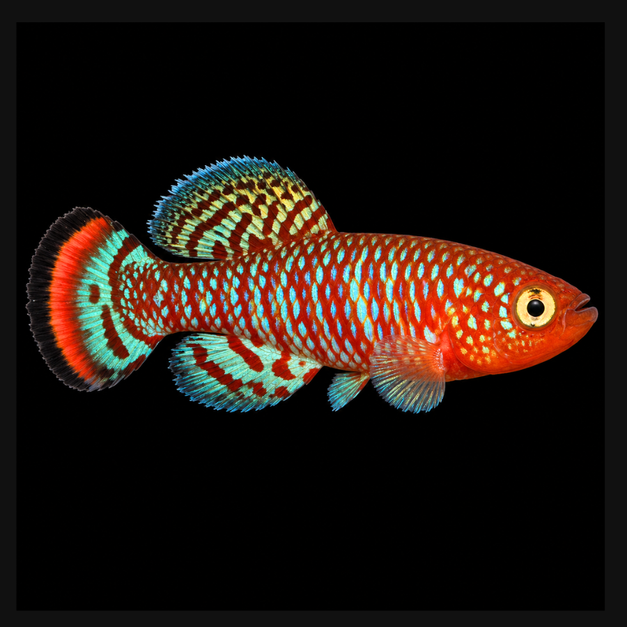 Nothobranchius rachovii «Beira 98» 30+ Eggs