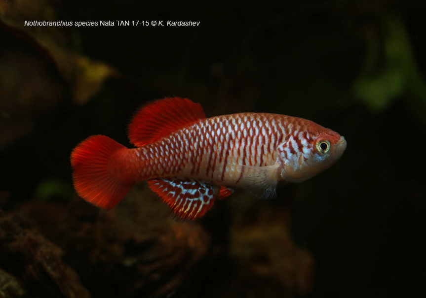 Nothobranchius attenboroughi Nata TAN 17-15 40+ eggs