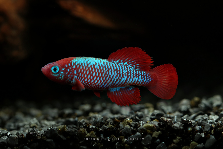 Nothobranchius nikiforovi TTKSN 2017-03 40+ eggs
