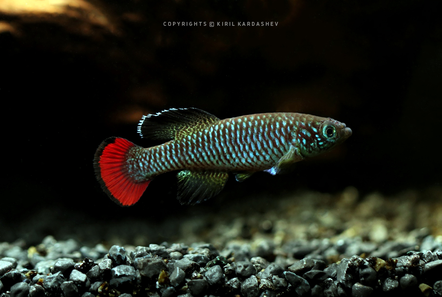 Nothobranchius sylvaticus Southern Kenya KEN 18-1 40+ eggs