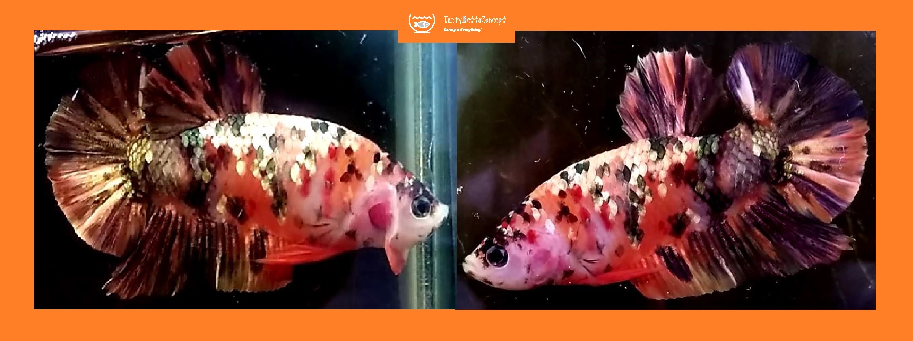 ORANGE GALAXY KOI COPPER!! #2 (Shipping Cost Included in Price)
