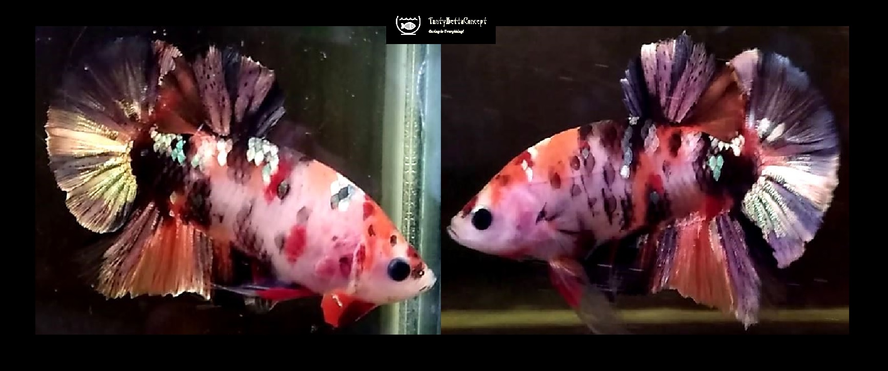 ORANGE GALAXY KOI COPPER!! #3 (Shipping Cost Included in Price)