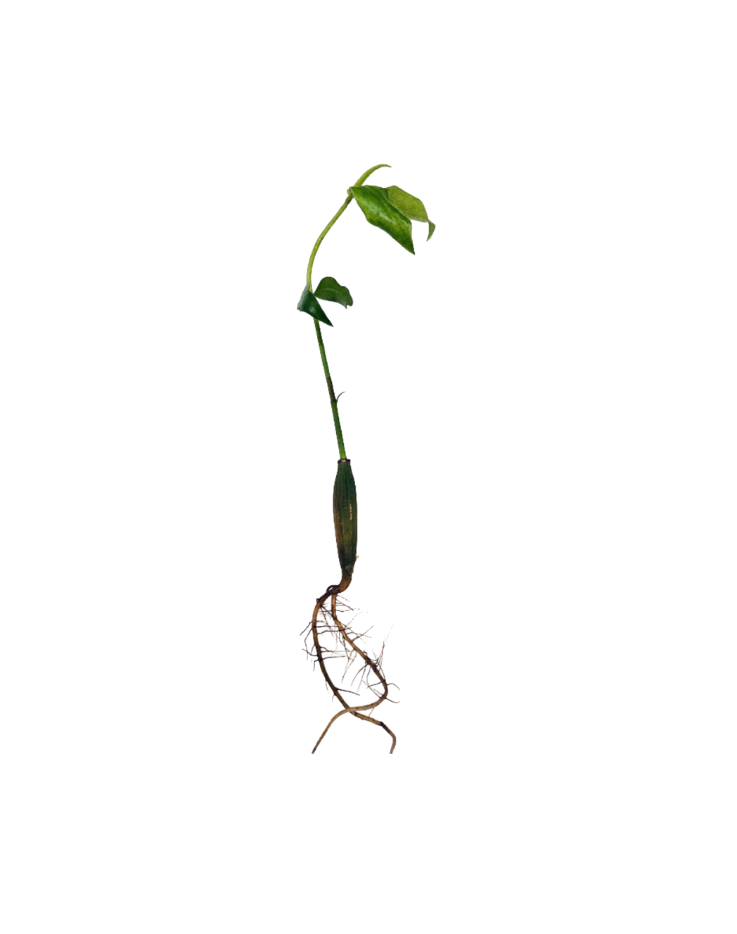 Orange Large-Leaf Mangrove