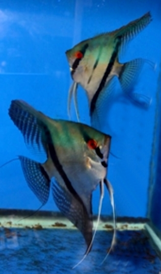 PHILIPPINE BLUE X CARONI CROSS LOT F 4 YOUNG ADULTS