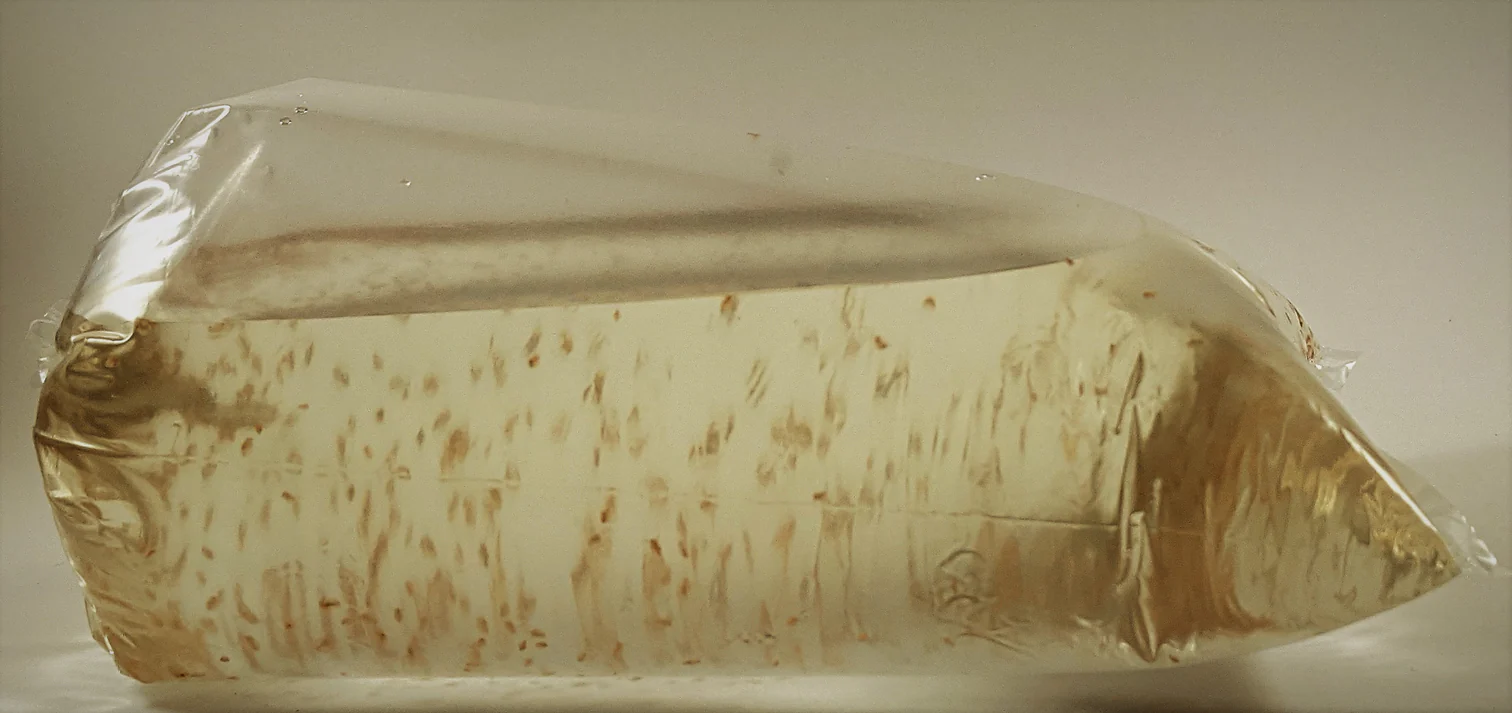 500+ Live Daphnia Magna (FREE SHIPPING)