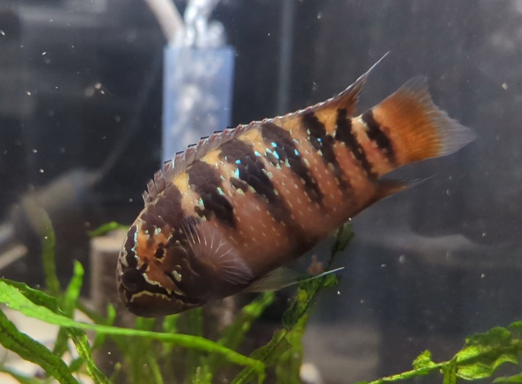 Store: Fish-Thing Aquatics