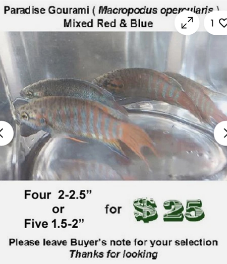 Four 2-2.5" Paradise Gourami