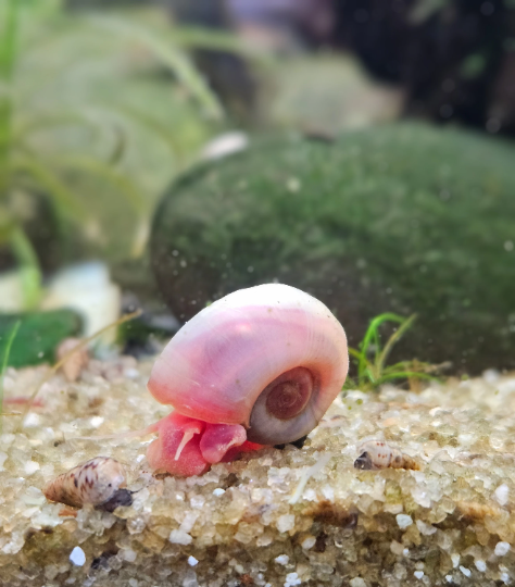 25+ Pink Ramshorn Snails
