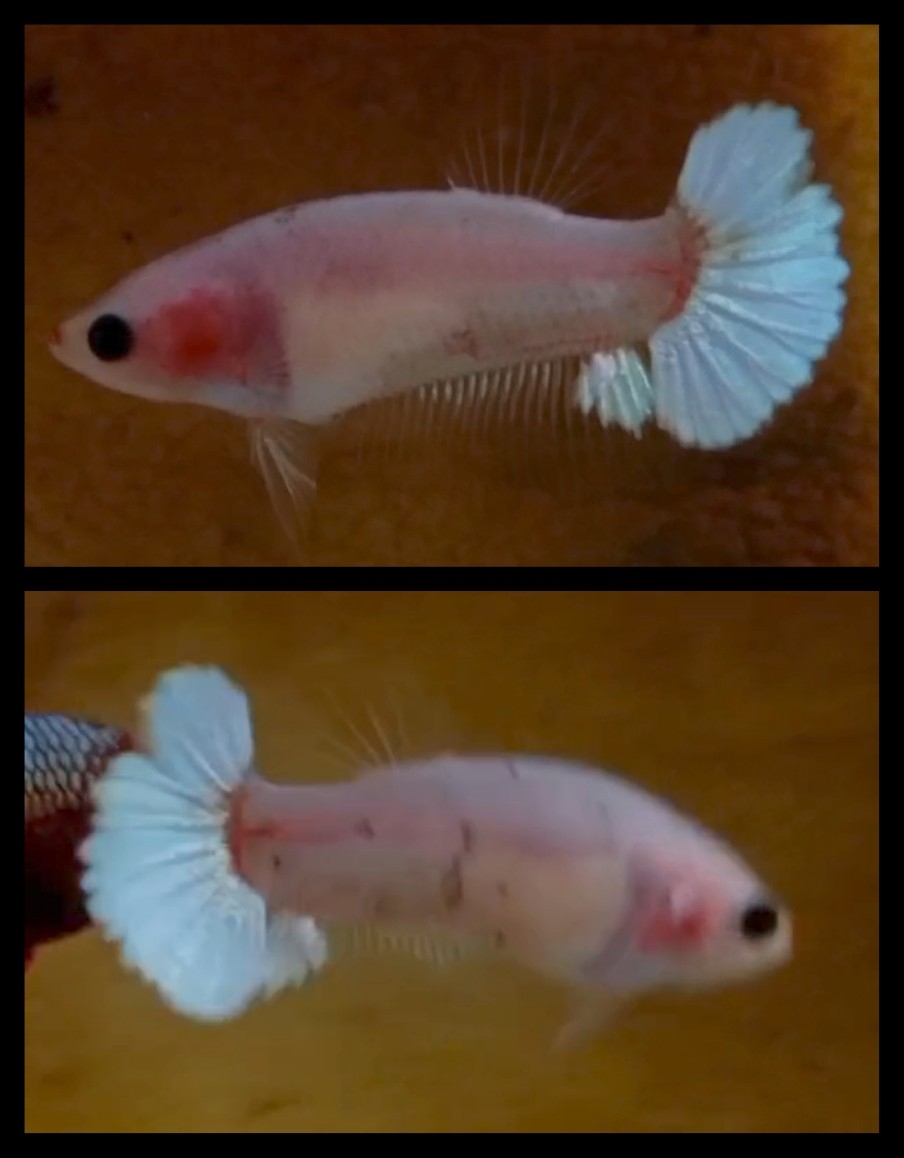 Female Cellophane unique