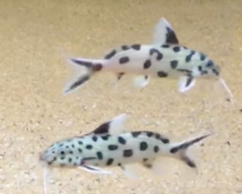 **Synodontis Polli white